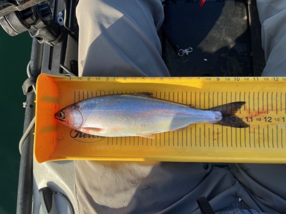 Kokanee 2025