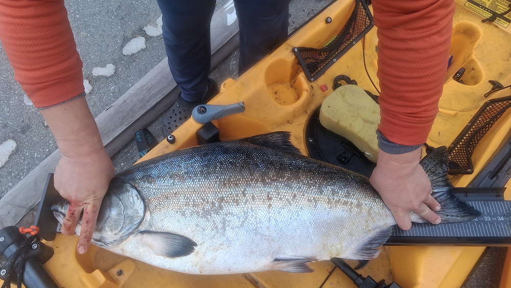 20250904salmon02