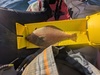 Flatfish thumb