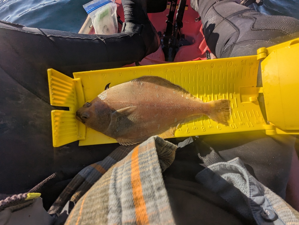 Flatfish
