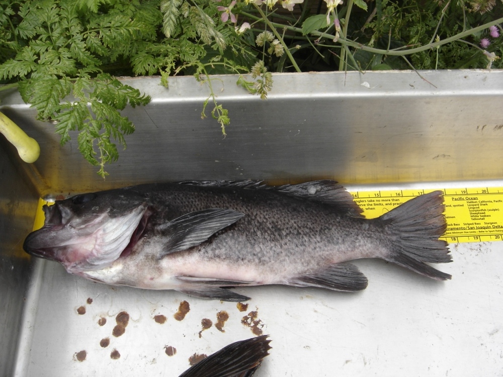Opening day at fort ross 17.5 inch black