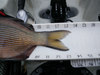 13.5 inch perch tail thumb
