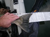 35 inch salmon tail shot thumb