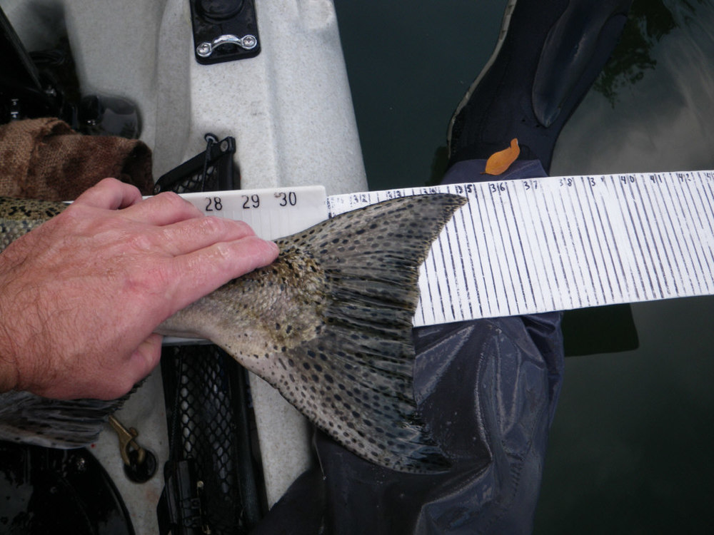 35 inch salmon tail shot