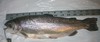 Imgp0601 trout 20080113 thumb