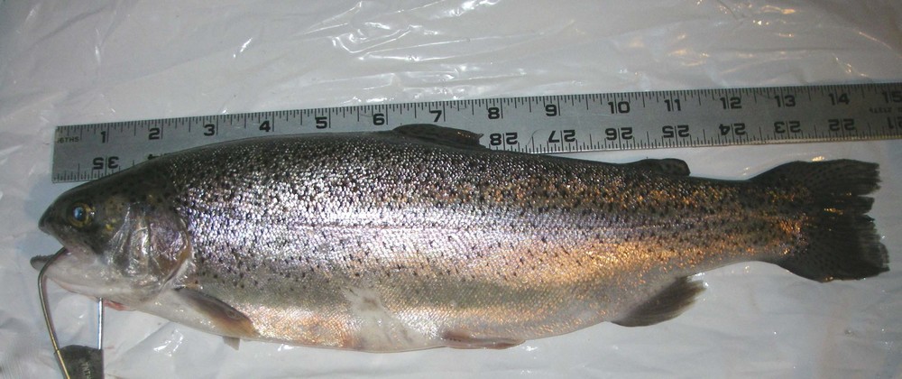 Imgp0601 trout 20080113