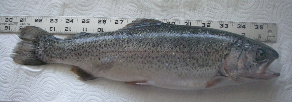 Imgp0628 trout1