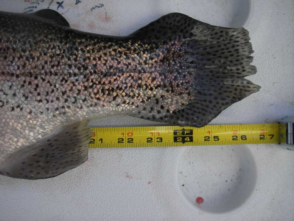 26.5 inch rainbow trout