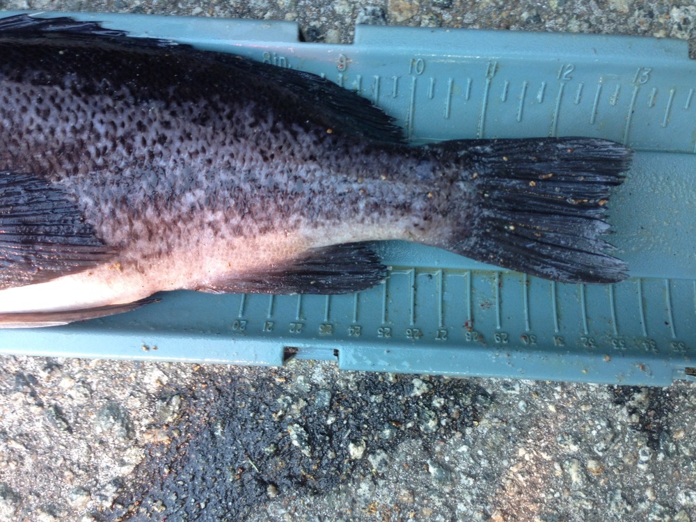 Bluerockfish tail