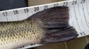 23.5  lmb tail  from lake mendo 15 mar 15 thumb