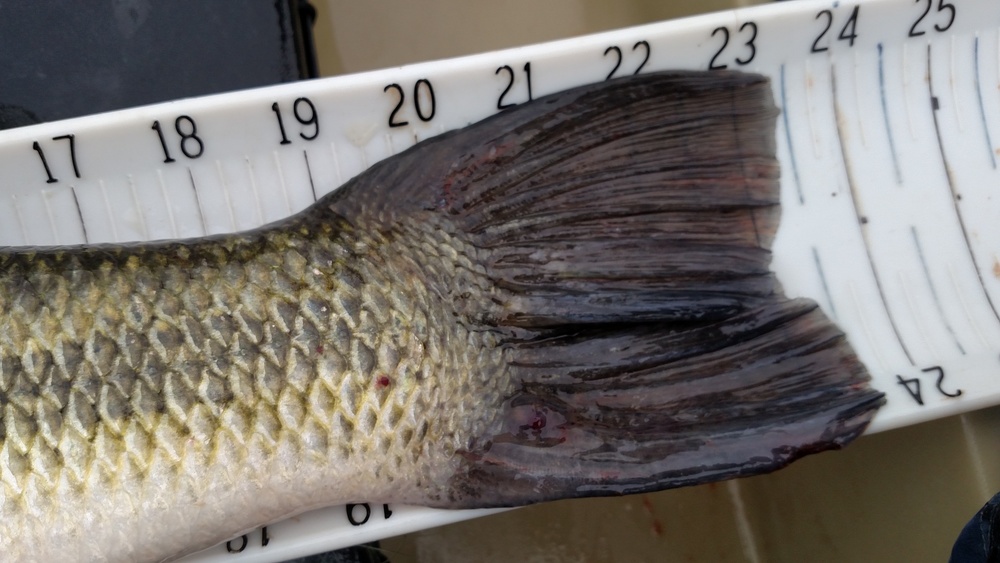 23.5  lmb tail  from lake mendo 15 mar 15