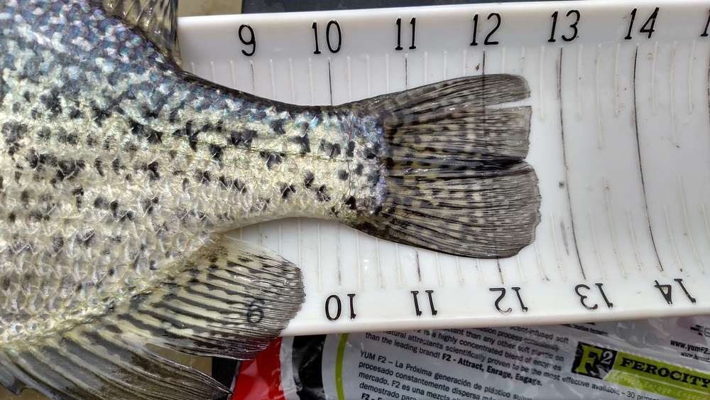 12.5  crappie  tail  from lake mendo 15 mar 15