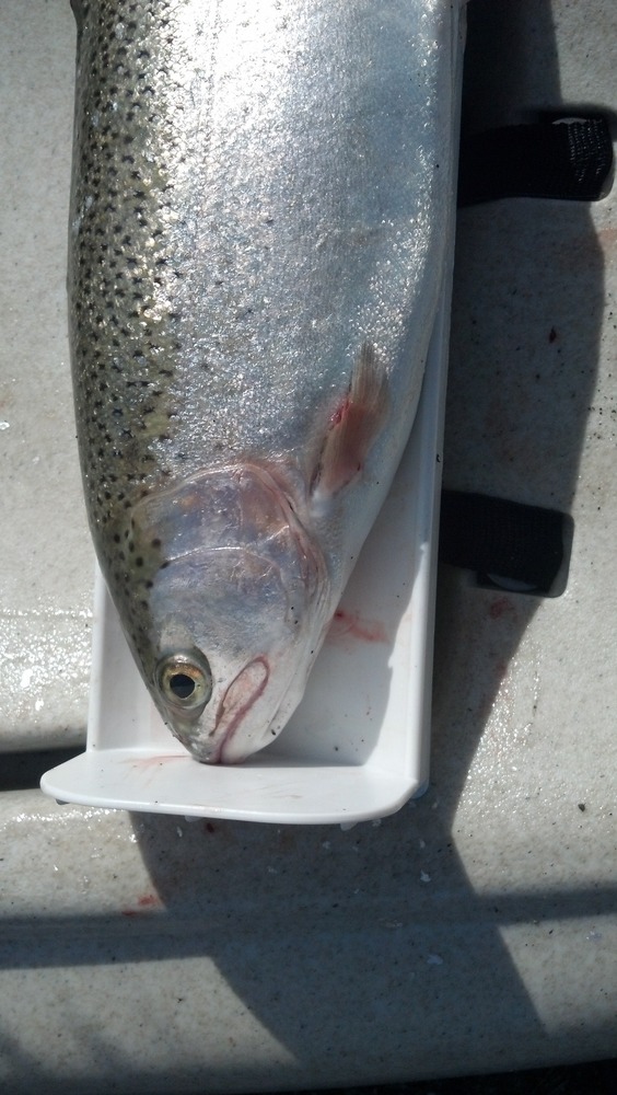 Trout head