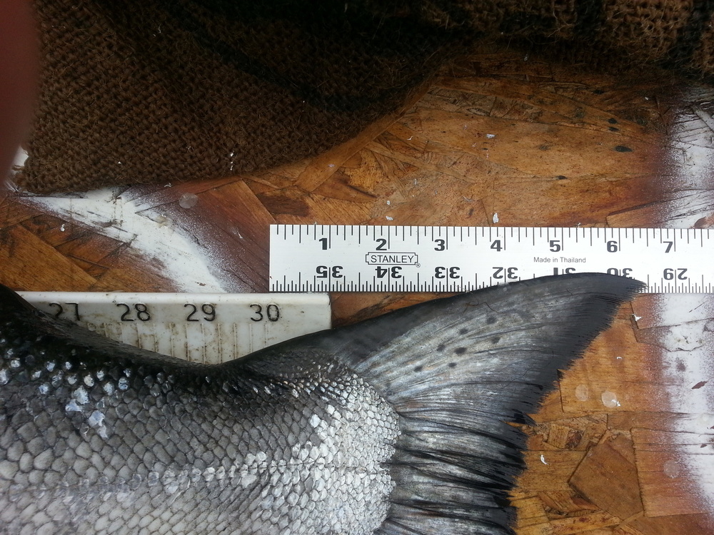 Salmon tail 36.5