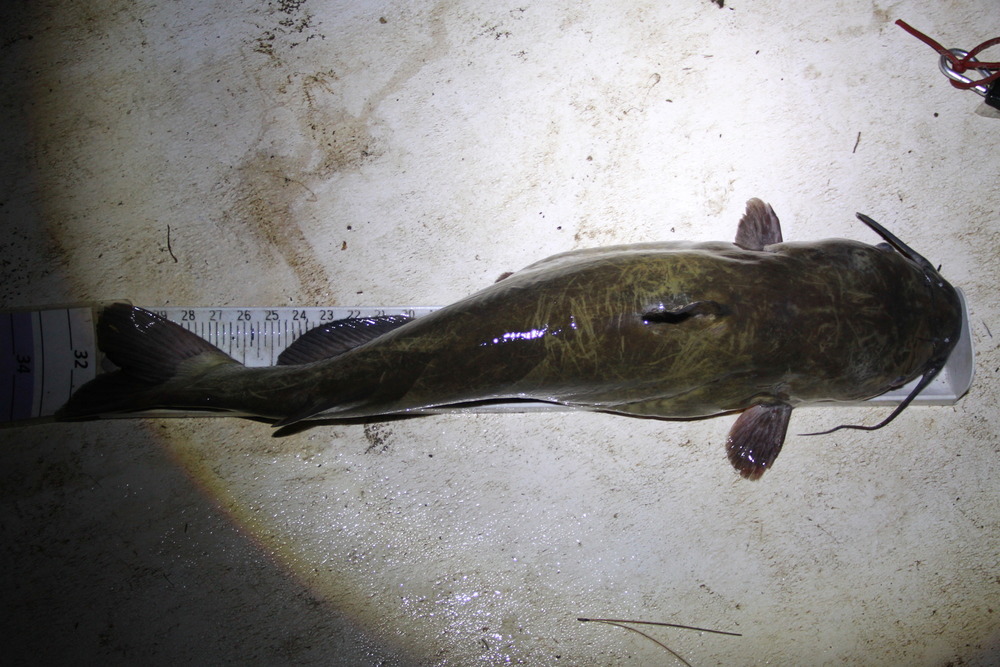 Aoty catfish 1