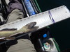 Catfish  lake pardee  21.50  tail view thumb