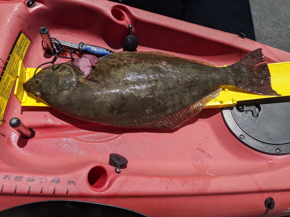 Halibut 2