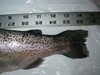 Imgp0603 trout 20080113 thumb