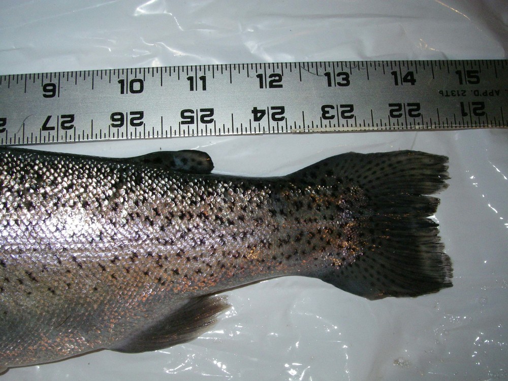 Imgp0603 trout 20080113