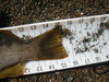 Rockfish tail thumb