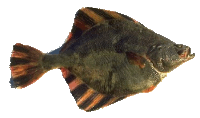 Flounder medium