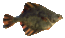 Flounder thumb