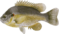 Panfish medium