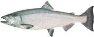 Salmon medium
